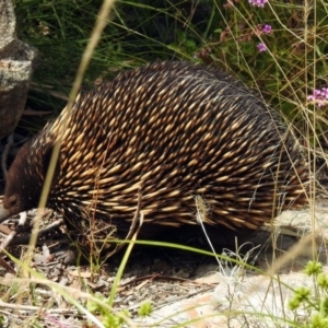 Tachyglossus aculeatus at Acton, ACT - 28 Feb 2019 12:41 PM