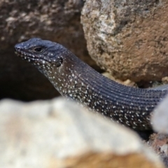 Egernia cunninghami (Cunningham's Skink) at Cotter River, ACT - 25 Feb 2019 by RodDeb