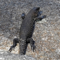 Egernia cunninghami at Cotter River, ACT - 25 Feb 2019