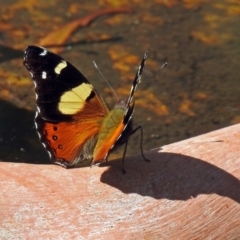 Vanessa itea (Yellow Admiral) at Paddys River, ACT - 25 Feb 2019 by RodDeb