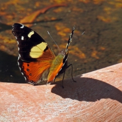 Vanessa itea (Yellow Admiral) at Paddys River, ACT - 25 Feb 2019 by RodDeb