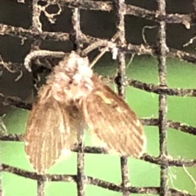 Psychodidae sp. (family) (Moth Fly, Drain Fly) at Monash, ACT - 1 Mar 2019 by jackQ