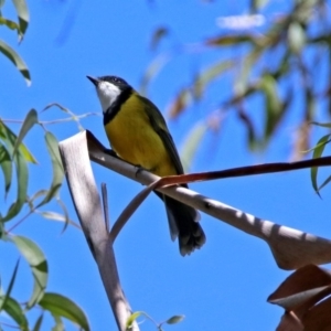 Pachycephala pectoralis at Paddys River, ACT - 25 Feb 2019