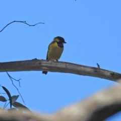 Pachycephala pectoralis at Paddys River, ACT - 25 Feb 2019