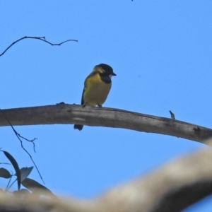 Pachycephala pectoralis at Paddys River, ACT - 25 Feb 2019