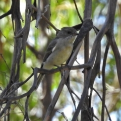 Pachycephala pectoralis at Paddys River, ACT - 25 Feb 2019