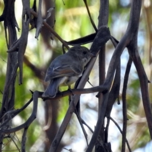 Pachycephala pectoralis at Paddys River, ACT - 25 Feb 2019