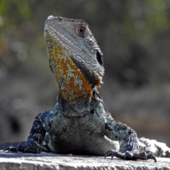 Intellagama lesueurii howittii (Gippsland Water Dragon) at Paddys River, ACT - 25 Feb 2019 by RodDeb