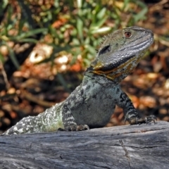 Intellagama lesueurii howittii at Paddys River, ACT - 25 Feb 2019 04:48 PM