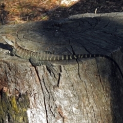 Intellagama lesueurii howittii at Paddys River, ACT - 25 Feb 2019 04:48 PM