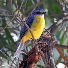 Eopsaltria australis (Eastern Yellow Robin) at Paddys River, ACT - 25 Feb 2019 by RodDeb