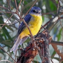 Eopsaltria australis at Paddys River, ACT - 25 Feb 2019 05:13 PM