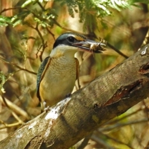 Todiramphus sanctus at Paddys River, ACT - 25 Feb 2019