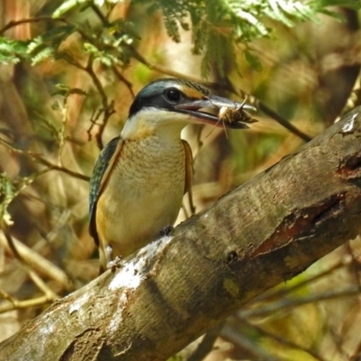 Todiramphus sanctus (Sacred Kingfisher) at Paddys River, ACT - 25 Feb 2019 by RodDeb