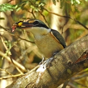 Todiramphus sanctus at Paddys River, ACT - 25 Feb 2019 03:59 PM