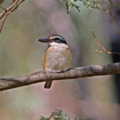 Todiramphus sanctus at Paddys River, ACT - 25 Feb 2019