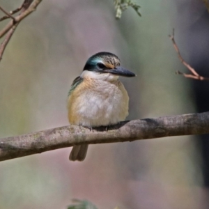 Todiramphus sanctus at Paddys River, ACT - 25 Feb 2019