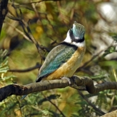 Todiramphus sanctus at Paddys River, ACT - 25 Feb 2019 03:59 PM