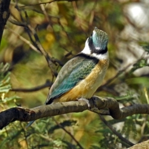 Todiramphus sanctus at Paddys River, ACT - 25 Feb 2019 03:59 PM