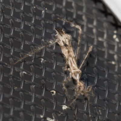 Stenolemus sp. (genus) (Thread-legged assassin bug) at Higgins, ACT - 15 Dec 2018 by Alison Milton