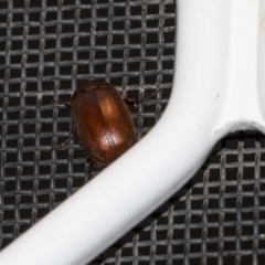 Melolonthinae (subfamily) (Cockchafer) at Scullin, ACT - 15 Dec 2018 by AlisonMilton