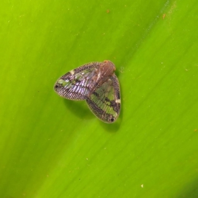 Scolypopa australis (Passionvine hopper, Fluffy bum) at ANBG - 27 Feb 2019 by RodDeb