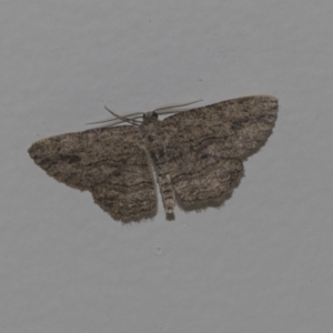 Ectropis (genus) at Higgins, ACT - 1 Mar 2019
