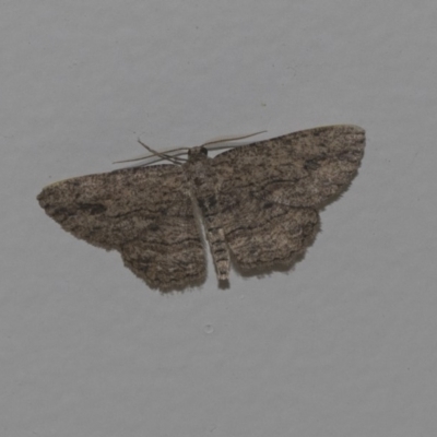Ectropis (genus) (An engrailed moth) at Higgins, ACT - 28 Feb 2019 by Alison Milton