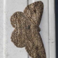 Ectropis excursaria (Common Bark Moth) at Higgins, ACT - 15 Dec 2018 by Alison Milton
