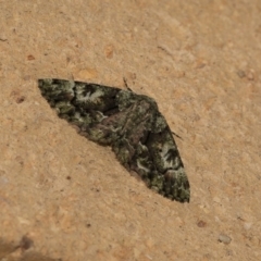 Aeolochroma metarhodata (Tea-tree Emerald (Geometrinae)) at Higgins, ACT - 15 Dec 2018 by AlisonMilton