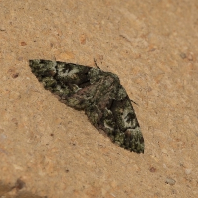 Aeolochroma metarhodata (Tea-tree Emerald (Geometrinae)) at Higgins, ACT - 15 Dec 2018 by AlisonMilton