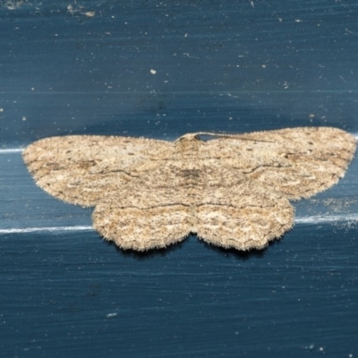 Ectropis excursaria (Common Bark Moth) at Higgins, ACT - 15 Dec 2018 by AlisonMilton