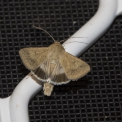 Helicoverpa punctigera (Native Budworm) at Higgins, ACT - 15 Dec 2018 by AlisonMilton