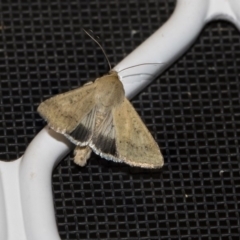 Helicoverpa punctigera at Higgins, ACT - 15 Dec 2018 10:32 PM