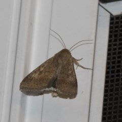 Helicoverpa punctigera at Higgins, ACT - 15 Dec 2018 10:32 PM