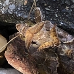 Chrysodeixis eriosoma at Monash, ACT - 10 Feb 2019