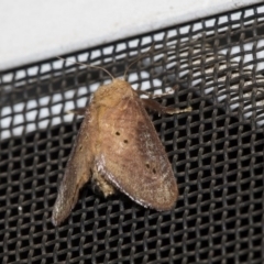 Doratifera quadriguttata and casta (Four-spotted Cup Moth) at Higgins, ACT - 15 Dec 2018 by AlisonMilton