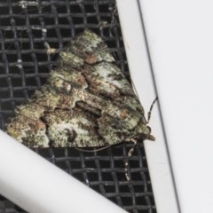 Aeolochroma metarhodata (Tea-tree Emerald (Geometrinae)) at Higgins, ACT - 25 Feb 2019 by AlisonMilton