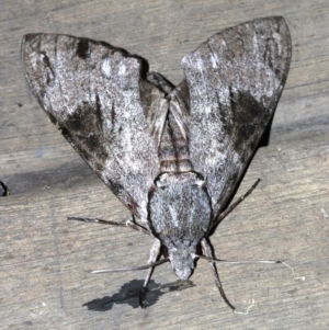 Psilogramma casuarinae at Rosedale, NSW - 25 Feb 2019