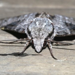 Psilogramma casuarinae at Rosedale, NSW - 25 Feb 2019