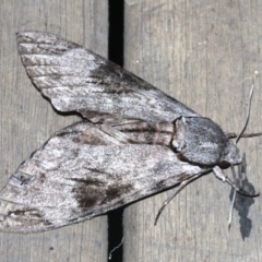 Psilogramma casuarinae at Rosedale, NSW - 25 Feb 2019 10:56 PM