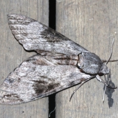 Psilogramma casuarinae at Rosedale, NSW - 25 Feb 2019