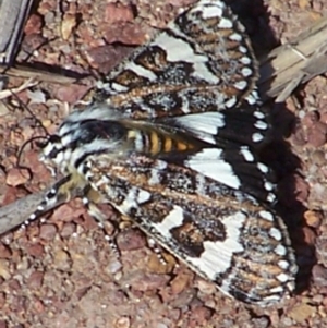 Apina callisto at Amaroo, ACT - 25 Apr 2006 12:24 PM