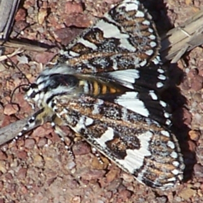 Apina callisto (Pasture Day Moth) at Amaroo, ACT - 25 Apr 2006 by jackQ