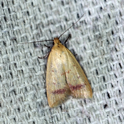 Heteroteucha occidua (A concealer moth) at O'Connor, ACT - 25 Feb 2019 by ibaird