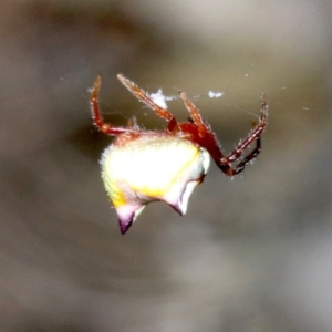 Poecilopachys australasia at Guerilla Bay, NSW - 26 Feb 2019