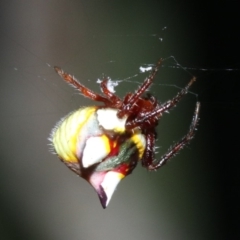 Poecilopachys australasia at Guerilla Bay, NSW - 26 Feb 2019