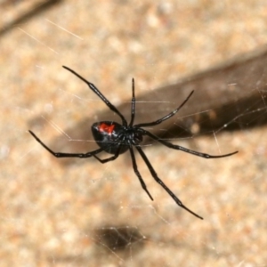 Latrodectus hasselti at Rosedale, NSW - 25 Feb 2019