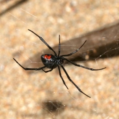 Latrodectus hasselti (Redback Spider) at Rosedale, NSW - 25 Feb 2019 by jb2602