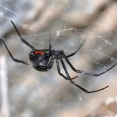 Latrodectus hasselti at Rosedale, NSW - 25 Feb 2019 10:13 PM